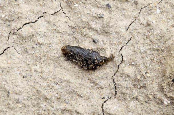 小的水蛭爬越过光秃秃的泥土采用搜寻关于水分.