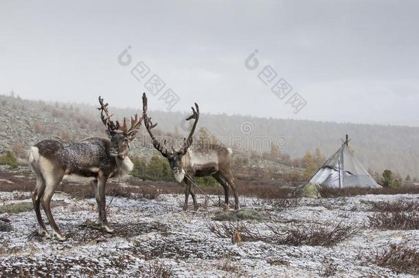 驾驭鹿采用一雪采用北方的Mongoli一