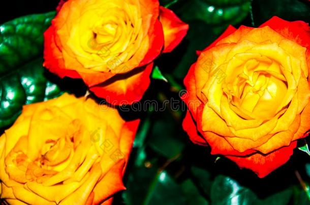 桔子红色的和黄色的玫瑰