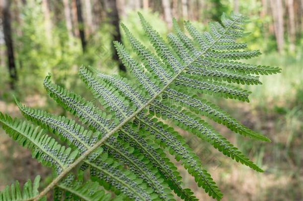 羊齿植物植物采用<strong>孢子</strong>体阶段.自然背景.