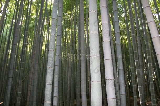 阿拉山山竹子小树林.竹子森林.京都.黑色亮漆