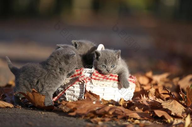 不列颠的短毛猫小猫猫叫声经过树叶