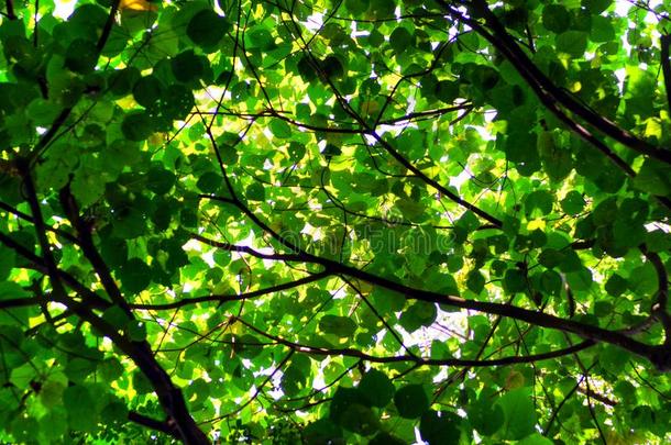 树叶子和太阳光抽象的背景