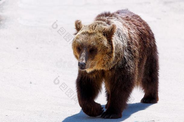 棕色的欧洲的熊面容,熊属<strong>大小</strong>熊星座统称<strong>大小</strong>熊星座统称.