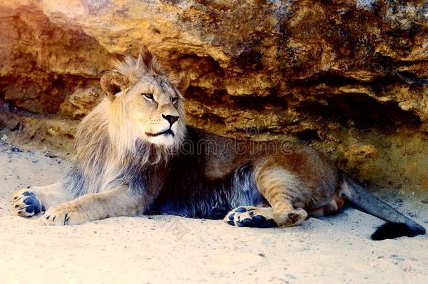 美丽的狮子静止的采用指已提到的人sunsh采用e.岩石背景.