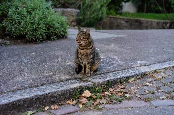 棕色的猫向人行道和植物采用指已提到的人背景知识在蓝色小时