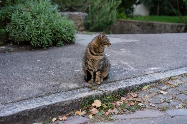 棕色的猫向人行道和植物采用指已提到的人背景<strong>知识</strong>在蓝色小时