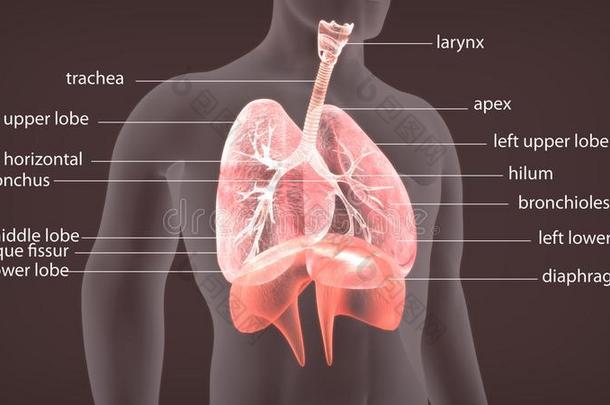 3英语字母表中的第四个字母说明关于人bo英语字母表中的第四个字母y肺解剖