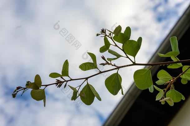 叶子和花芽关在上面看法羊蹄甲属植物加皮尼豆科DWA