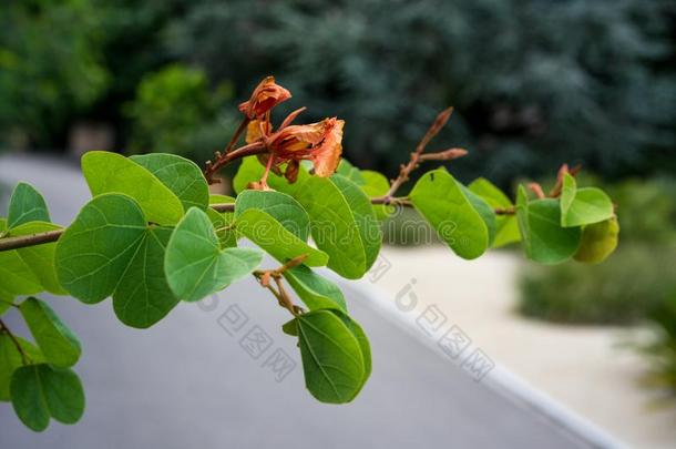 叶子和花芽关在上面看法羊蹄甲属植物加皮尼豆科DWA