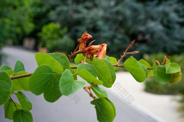 叶子和花芽关在上面看法<strong>羊蹄</strong>甲属植物加皮尼豆科DWA