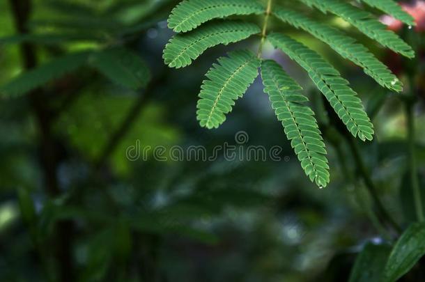 羊齿植物叶子和水落下特写镜头