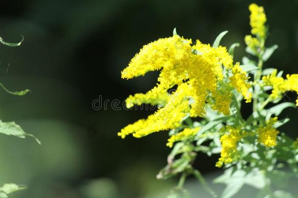 秋麒麟草属植物<strong>一枝</strong>黄花