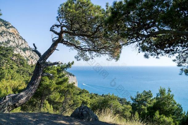 黑的海湾和松树树向克里米亚半岛的山
