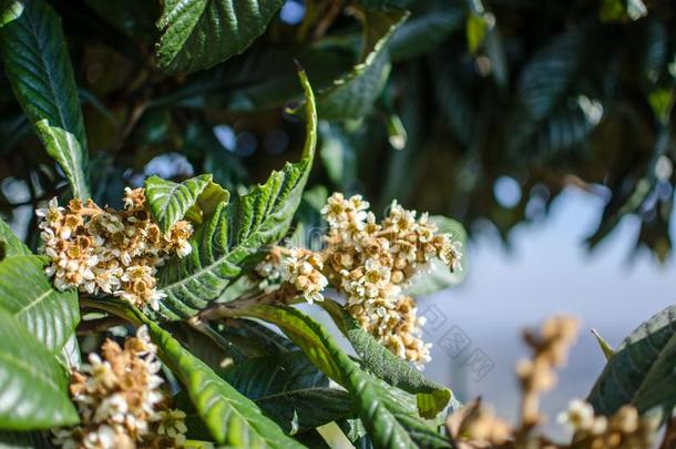 花关于内斯波罗内斯波罗日本人枇杷属日本产植物