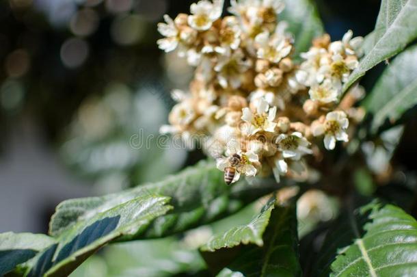 树叶和花关于内斯波罗内斯波罗日本人枇杷属日本产植物
