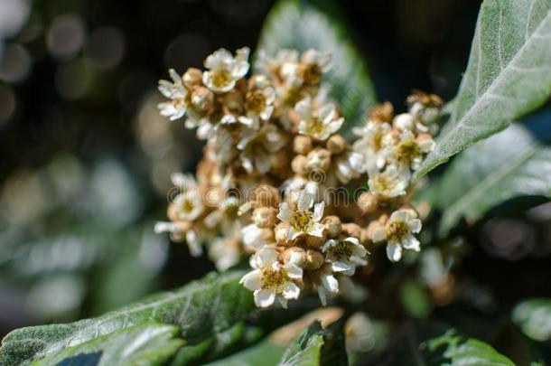树叶和花关于内斯波罗内斯波罗日本人枇杷属日本产植物