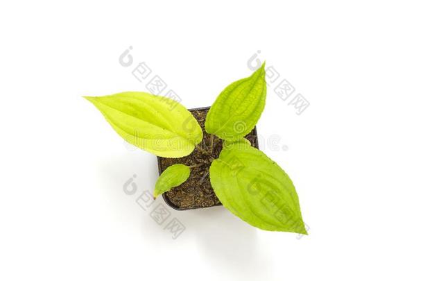年幼的绿色的秧苗西番莲植物采用黏土花盆