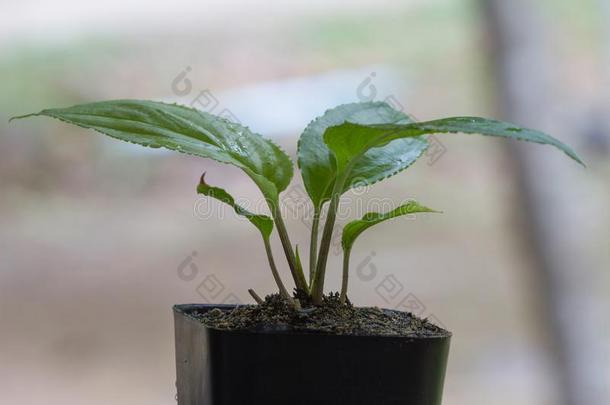 年幼的绿色的秧苗西番莲植物采用黏土花盆
