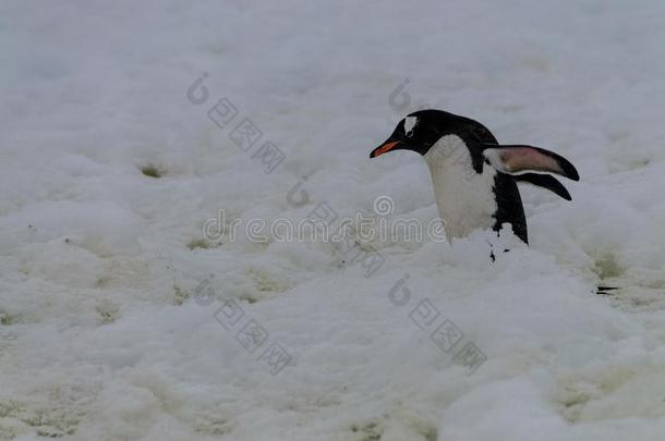 巴布<strong>亚</strong>企鹅企鹅向屈韦维尔岛,<strong>南极</strong>洲