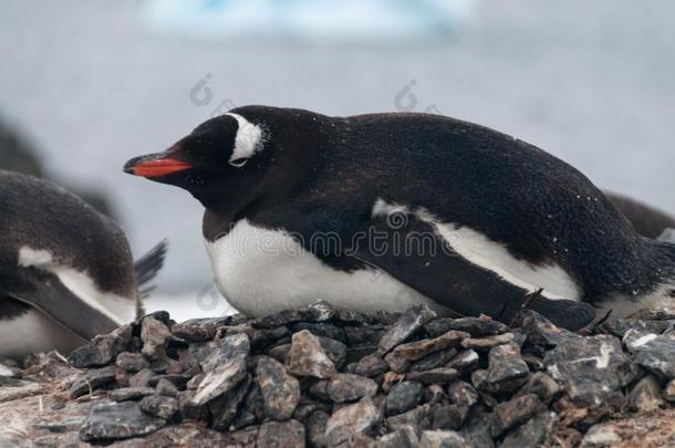 巴布亚企鹅企鹅向屈韦维尔岛,南极洲