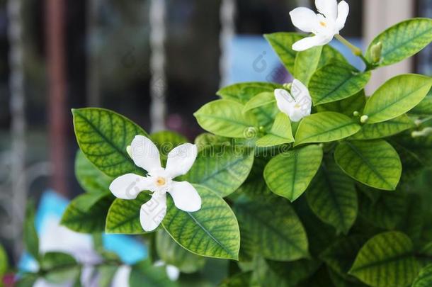 美丽的斗篷茉莉,斗篷窗帘.宏指令和自然的光