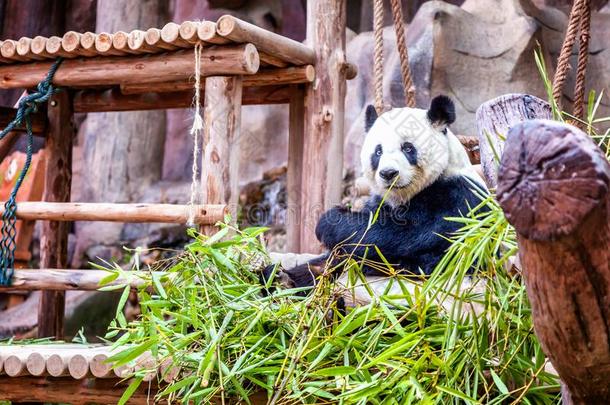 漂亮的熊猫吃竹子在指已提到的人动物园