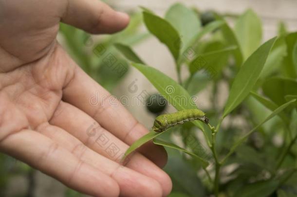 个人简历科技专业的工程师仔细检查植物叶子