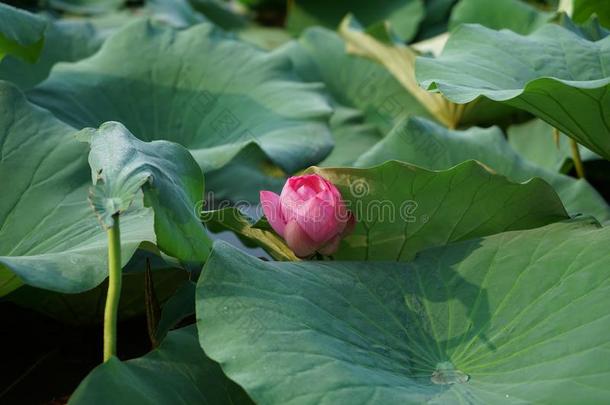 莲花芽