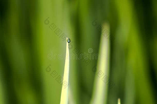 水落下单一的向草顶叶子稻稻绿色的背景