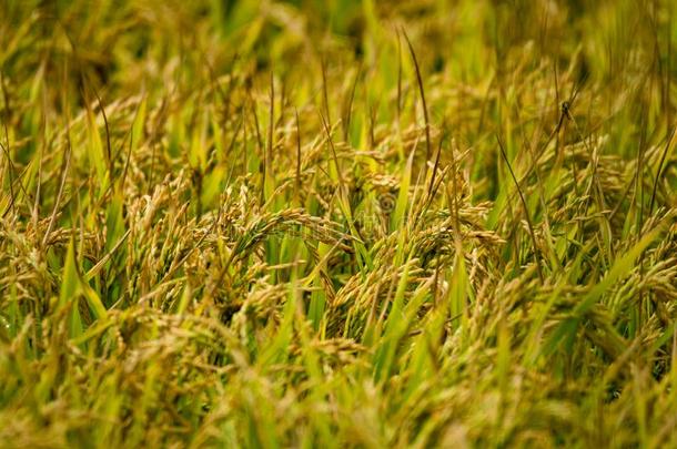 法国的稻种植园采用♪Camagruue♪,普罗旺斯关于郎格多克