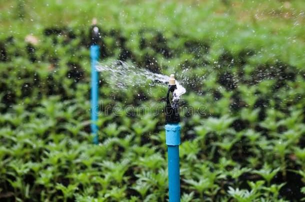 水洒水器跑步向洒水植物