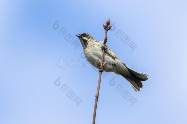 普通的芦苇彩旗鹀属Schoeniclus