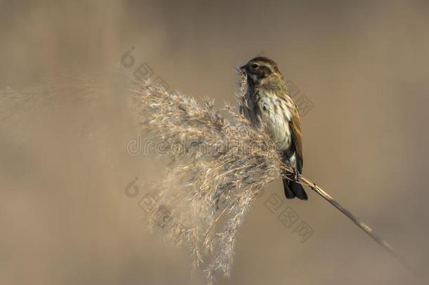 普通的芦苇彩旗鹀属Schoeniclus