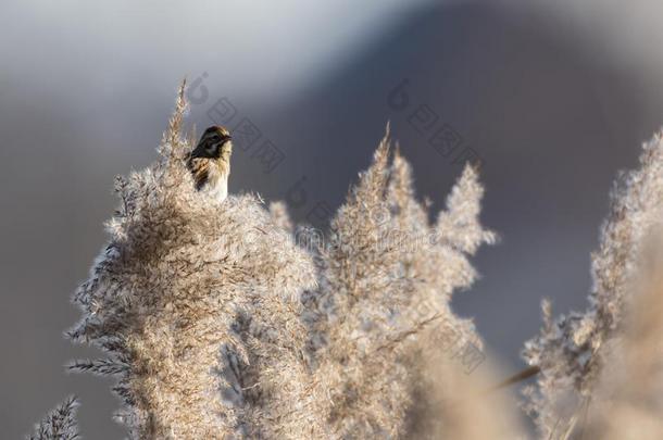 普通的芦苇彩旗鹀属Schoeniclus