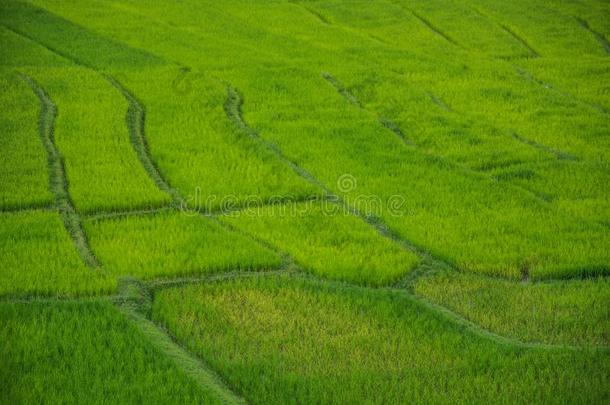 绿色的稻田采用城镇显微镜下聚集指数泰国,稻田s在禁止爸英语字母表的第16个字母