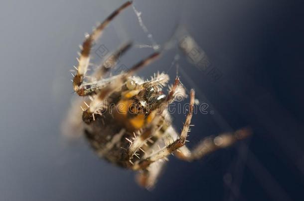 欧洲的普通的花园蜘蛛宏指令向蜘蛛网