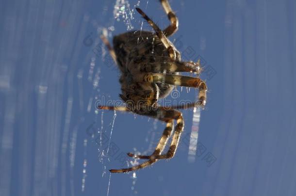 欧洲的普通的花园蜘蛛宏指令向蜘蛛网