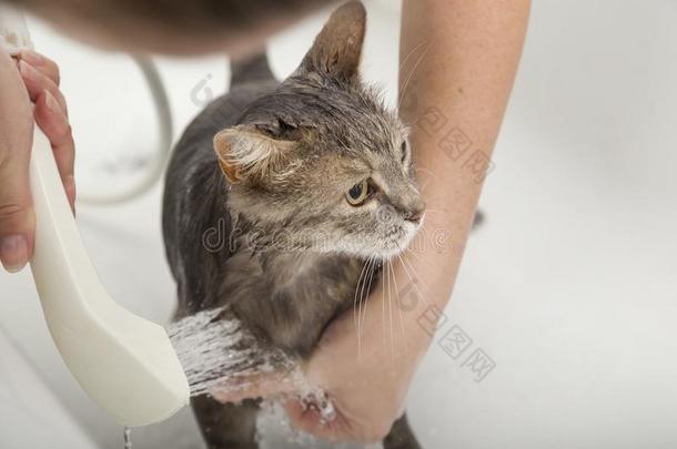 洗涤指已提到的人猫