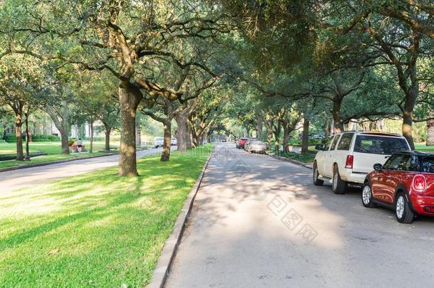 绿色的栎树树休斯顿市中心区的地区