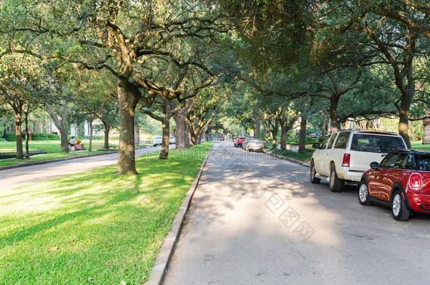 绿色的栎树树休斯顿市中心区的地区