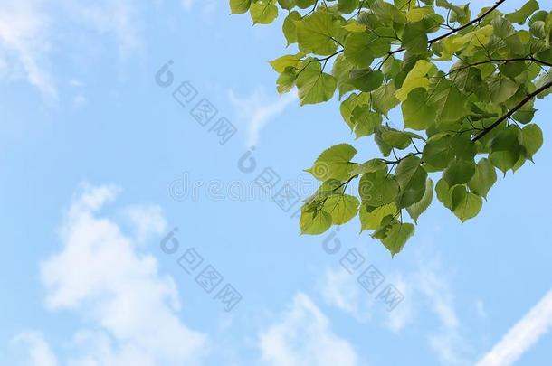 绿色的新鲜的树叶关于树向清楚的蓝色天