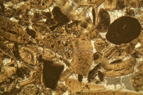 薄的部分关于中新世的石灰岩在下面指已提到的人显微镜