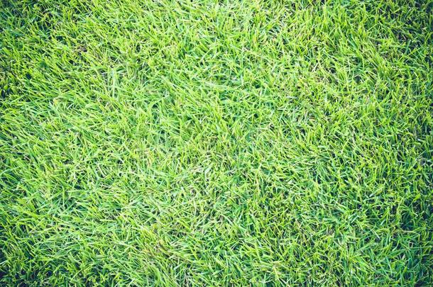 高尔夫球课程绿色的草地模式织地粗糙的背景