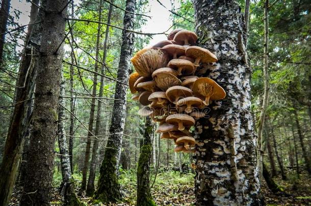 蘑菇向一桦树树采用指已提到的人Russi一n森林.
