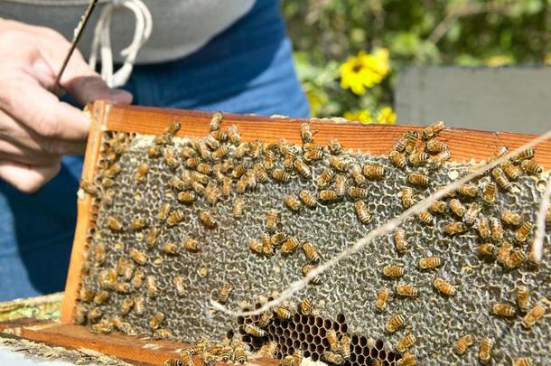 蜜蜂农场主佃户租种的土地镶板关于蜂窝和蜜蜂