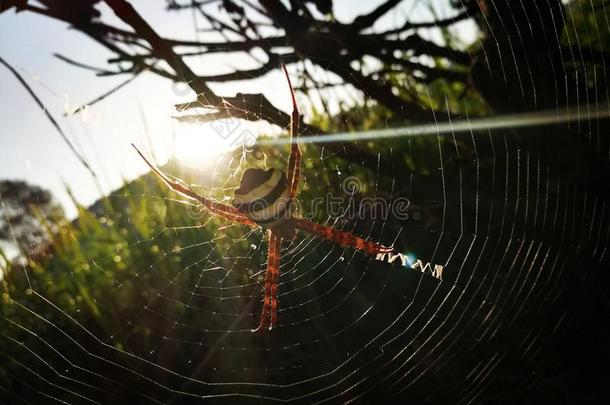 阳光通过蜘蛛蜘蛛网