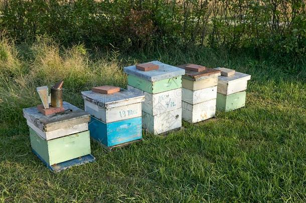 蜂蜜蜜蜂蜂箱盒和蜜蜂-遵守设备