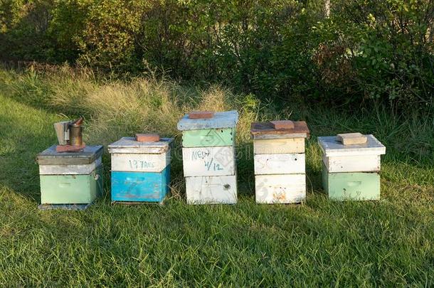 木制的蜜蜂农事盒和蜜蜂-遵守设备