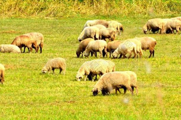 羊.典型的乡下的风景采用指已提到的人pla采用s关于特兰西瓦尼亚,Romania罗马尼亚